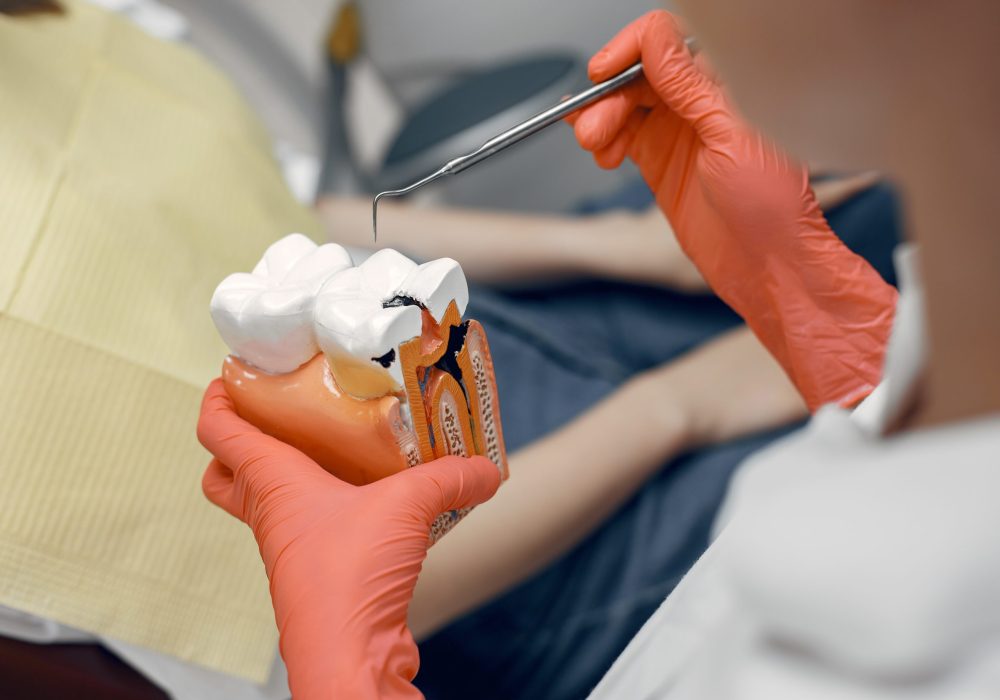 Model of a tooth at the dentist.Doctor shows the patient a tooth.Reception in the dentist's office